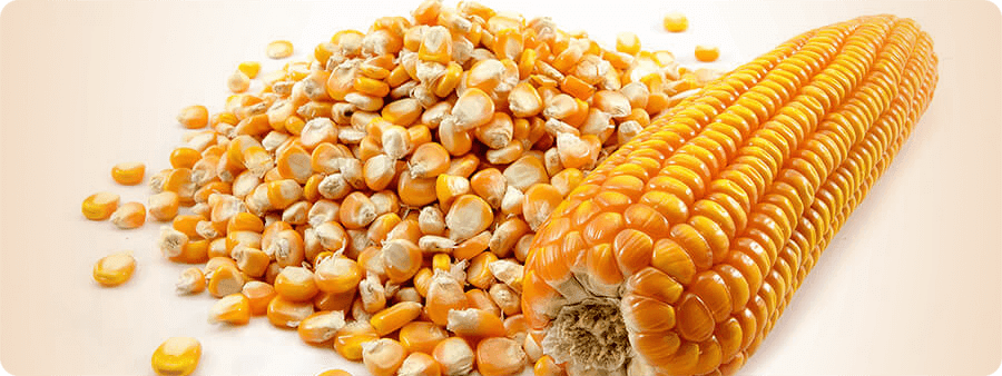 image of Maize